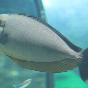 Bignose Unicornfish