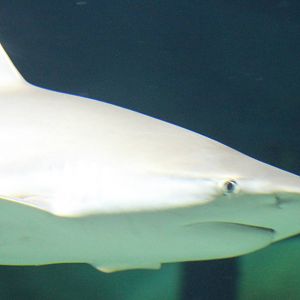 Black-tipped reefshark