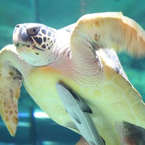 Sea turtle with remora