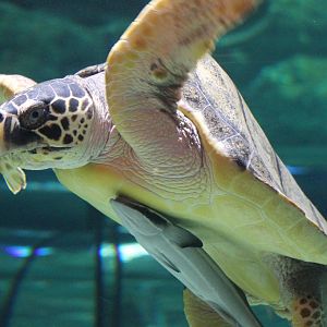 Sea turtle with remora