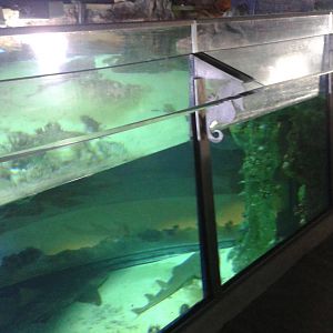 Shark aquarium from above