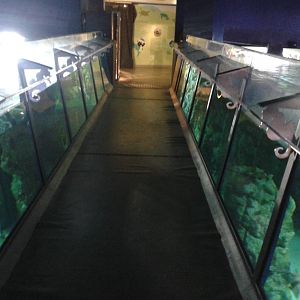 Bridge over the shark aquarium