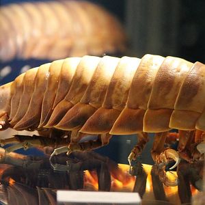 Giant isopod
