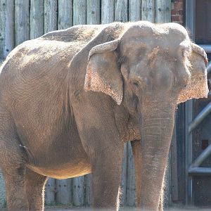 Sri Lankan Elephant at Blackpool Zoo, 29/06/14