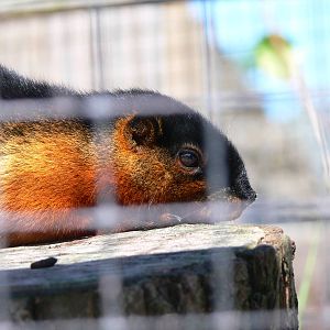 Prevosts Squirrel at Blackpool Zoo, 29/06/14