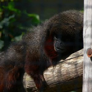 Red Titi at Blackpool Zoo, 29/06/14