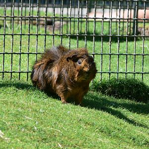 Guinea Pig at Blackpool Zoo, 29/06/14