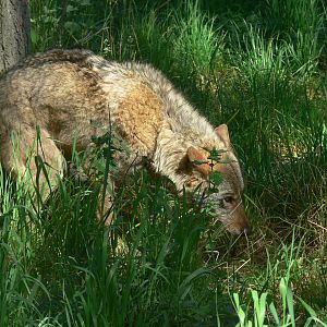 Iberian Wolf at Blackpool Zoo, 29/06/14