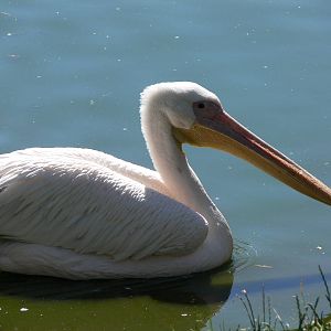 Eastern White Pelican at Blackpool Zoo, 29/06/14