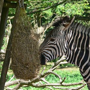 Hartmann's Mountain Zebra at Blackpool Zoo, 29/06/14