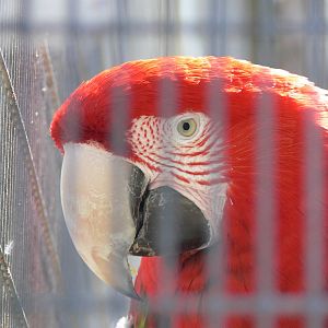 Red and Green Macaw at Blackpool Zoo, 29/06/14