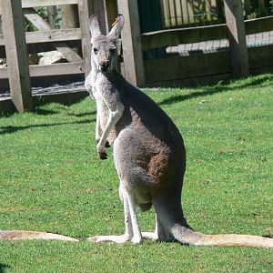 Red Kangaroo at Blackpool Zoo, 29/06/14