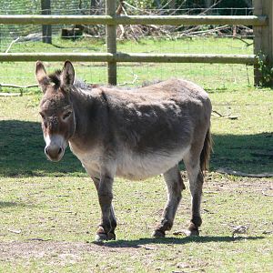 Mediterranean Miniature Donkey at Blackpool Zoo, 29/06/14