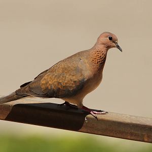 Laughing Dove (Spilopelia senegalensis)