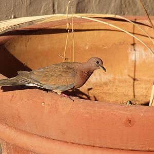 Laughing Dove (Spilopelia senegalensis)