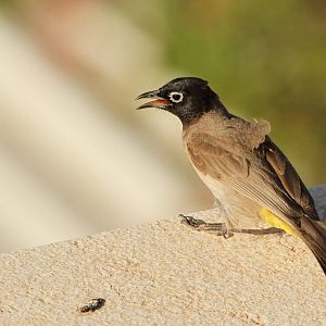White-spectacled Bulbul