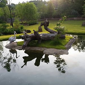 Jun. 2014 - Africa - Phase I (New 2014!) - African Plains - Pink-backed Pel