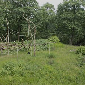 #1 Bonobo exhibit in the world?