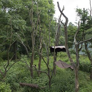 White-throated capuchin islands, 6/28/14