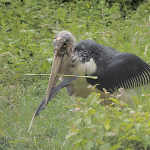 Marabou stork with nest material