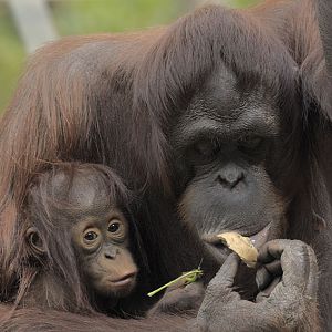 Bornean orang utans Tatau and Mali