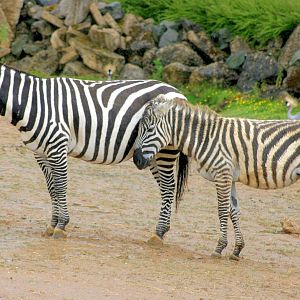 Maneless zebra; Colchester; 28th June 2014