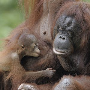 Bornean orang utans Natalia and Chinta