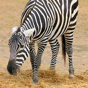 Maneless zebra; Colchester; 28th June 2014