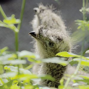 Red-legged seriema chicks
