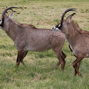 Roan antelope : Whipsnade : 29 Jun 2014 (Q? on subspecies)