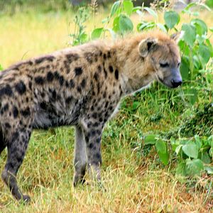 Spotted hyaena; Colchester; 28th June 2014