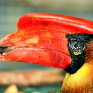 Rufous hornbill; Colchester; 28th June 2014