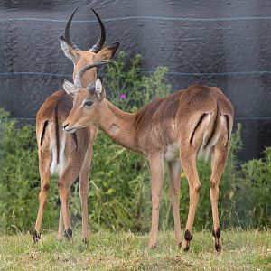 Impala : Whipsnade : 29 Jun 2014
