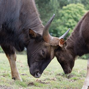 Gaur : Whipsnade : 29 Jun 2014