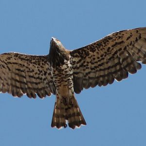 Short-toed Snake-eagle (Circaetus gallicus)