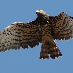 Short-toed Snake-eagle (Circaetus gallicus)