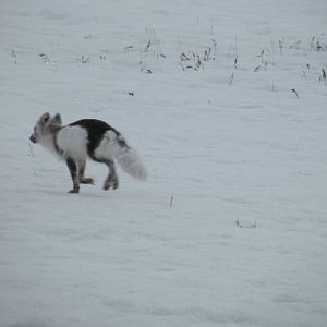 Arctic Fox