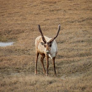 Caribou