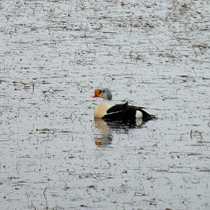 King Eider