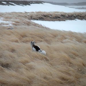 Arctic Fox and Snow Bunting