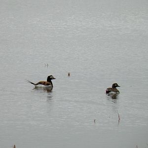 Long-tailed Ducks