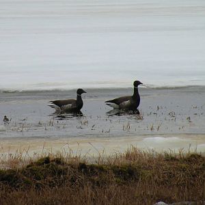 Brants and Red-necked Phalarope