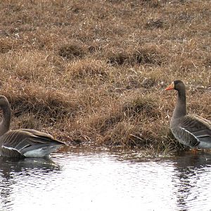 Greater White-fronted Geese