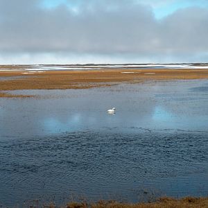 Tundra Swan