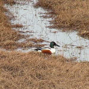 Northern Shoveler