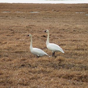 Tundra Swans