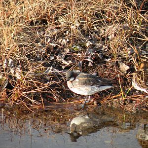 Red-necked Phalaropes
