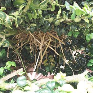 Possibly a Star Finch nest, 28th June 2014