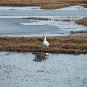 Snow Geese, including "Blue" Goose phase.