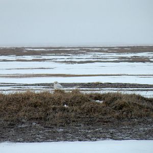 Snowy Owl